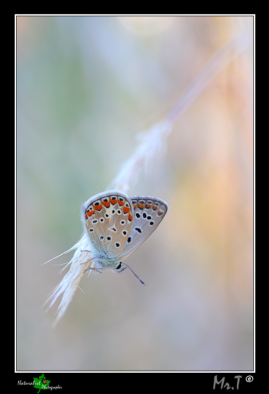 Polyommatus icarus